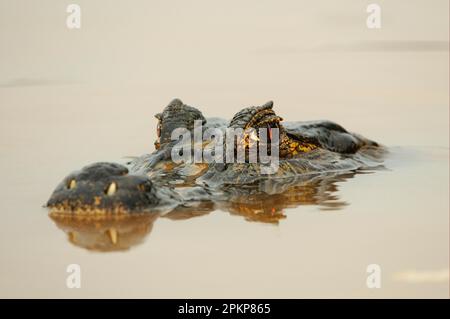 Paraguayan Yacare Caiman (Caiman Yacare), Erwachsene, Nahaufnahme des Kopfes, der auf der Wasseroberfläche ruht, Pantanal, Mato Grosso, Brasilien, Südamerika Stockfoto