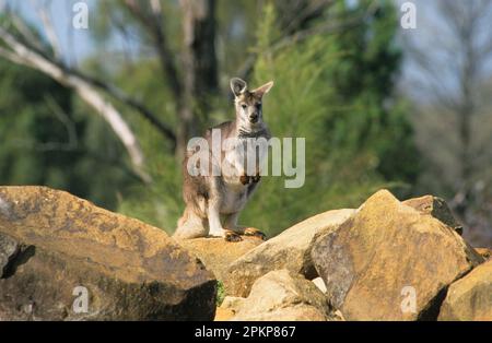 Kängurus (Macropus robustus), Bergkängurus, Kängurus, Kängurus, Marsupials, Tiere, gemeine Wallaroo auf Felsen, gefangen, Australien, Ocea Stockfoto