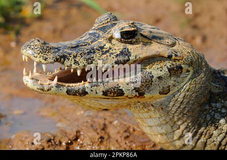 Paraguayan yacare caiman (Caiman yacare), Erwachsener, Nahaufnahme des Kopfes, thermoregulierend mit offenem Mund, Pantanal, Mato Grosso, Brasilien, Südamerika Stockfoto