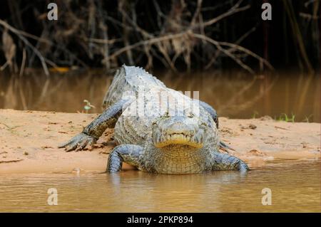 Paraguayanischer Yacare Caiman (Caiman Yacare), Erwachsener, ruht auf einer Sandbank am Ufer, Pantanal, Mato Grosso, Brasilien, Südamerika Stockfoto