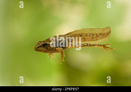 Gemeiner Frosch (Rana temporaria), partielle Metamorphose mit allen vier Beinen vorhanden, aber noch mit Schwanz, Schwimmen unter Wasser, Belvedere, Bexley, K. Stockfoto