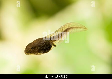 Gemeiner Frosch (Rana temporaria), Schwimmen, Belvedere, Bexley, Kent, England, Mai (im speziellen Fotopool fotografiert und anschließend freigelassen Stockfoto