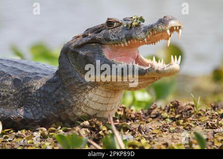 Paraguayanischer Yacare Caiman (Caiman Yacare), Erwachsener, Nahaufnahme des Kopfes, ruhend mit offenem Mund, Pantanal, Mato Grosso, Brasilien, Südamerika Stockfoto