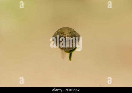 Gemeiner Frosch (Rana temporaria), Schwimmen, Belvedere, Bexley, Kent, England, Mai (im speziellen Fotopool fotografiert und anschließend freigelassen Stockfoto