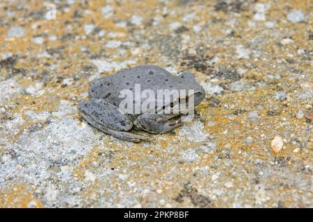 Stripless Treefrog (Hyla meridionalis) dunkle Form, Erwachsener, auf Felsen sitzend, Extremadura, Spanien, Europa Stockfoto