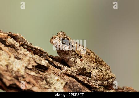 Grauer Baumfrosch, Variabler Baumfrosch, Graue Baumfrosch, Variabler Baumfrosch, Grauer Baumfrosch, Graue Frösche, Amphibien, Andere Ti Stockfoto