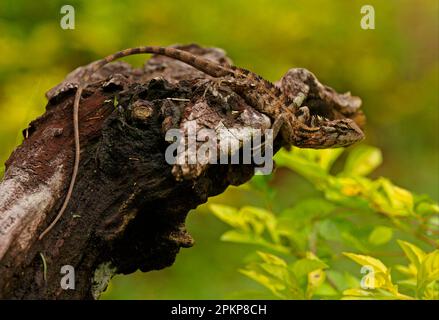 Blutsauger (Agama), orientalische Gartenechsen (Calotes versicolor), Indische Schönheitsechse, Indische Schönheitsechsen, Agamas, andere Tiere, Reptilien, Anima Stockfoto