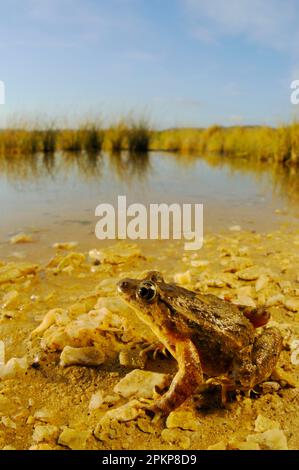 Lackierter Frosch, lackierte Zungen, Amphibien, andere Tiere, Frösche, Tiere, mediterraner gemalter Frosch (Discoglossus pictus), Erwachsener, am Rand sitzend Stockfoto