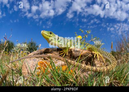 Unteradulte okellierte Eidechse (Timon lepidus), männlicher Unterreiter, auf Felsen sitzend, Saint Martin de Crau, Bouches-du-Rhone, Frankreich, Europa Stockfoto