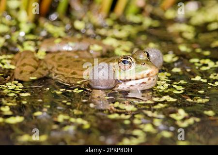 Sumpffrosch (Pelophylax ridibundus), Erwachsener, mit aufgepumpten Halsbeuteln, auf der Wasseroberfläche, England, April (in Gefangenschaft) Stockfoto