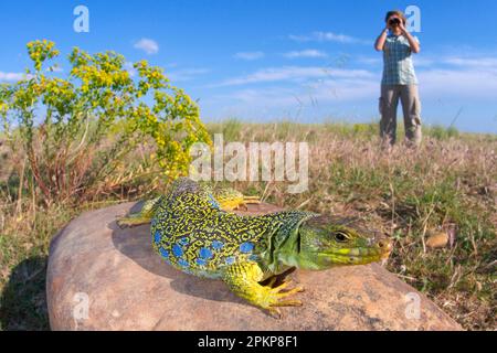 Erwachsene weibliche okellierte Eidechse (Timon lepidus), die sich in ihrem Lebensraum auf einem Felsen sonnt, beobachtet von einer Person mit Fernglas, Frankreich, Europa Stockfoto