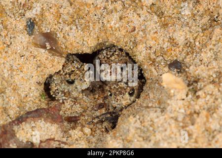 Natterjack Kröte, Natterjack Kröten (Bufo calamita) Amphibien, andere Tiere, Frösche, Kröten, Kröten, Tiere, Natterjack Toad Three Young, im Sandgraben, Stockfoto