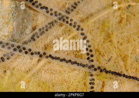 Europäische Grüne Kröte (Bufotes viridis) (Pseudepidalea viridis), Europäische Grüne Kröte Eier im Wasser, Italien, Mai, Amphibien, andere Tiere, Frosch Stockfoto