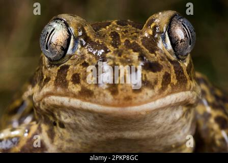 Westlicher Spadefoot (Pelobates cultripes), Erwachsene, Nahaufnahme des Kopfes, Frankreich, Europa Stockfoto