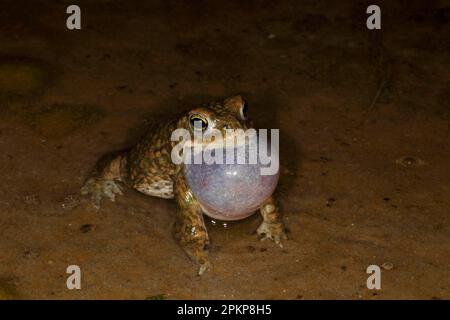 Natterjack Toad (Epidalea calamita), erwachsener Mann, der nachts in flachem Wasser anruft, Dorset, England, Großbritannien, Europa Stockfoto