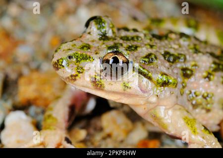 Petersilienfrosch (Pelodytes punctatus), westlicher Schlammtaucher, Amphibien, andere Tiere, Frösche, Tiere, Petersilie, Erwachsene, Nahaufnahme des Kopfes, Stockfoto