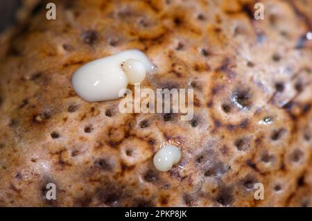 Strauchkröte (Rhinella marinus), Erwachsene, Nahaufnahme der Haut, mit toxischer Substanz, die aus parotoiden Drüsen austritt, Biologische Station Los Amigos, Madre de Dios, Stockfoto