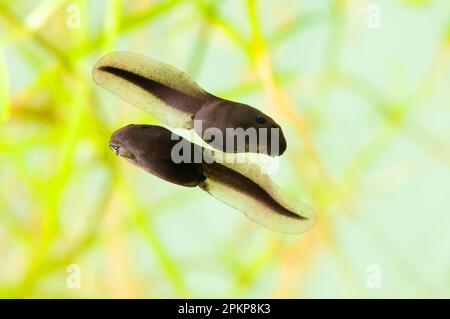 Kröte (Bufo bufo) zwei Kaulquappen, Schwimmen, Belvedere, Bexley, Kent, England, Mai (in einem speziellen Fotopool fotografiert und anschließend freigegeben) Stockfoto