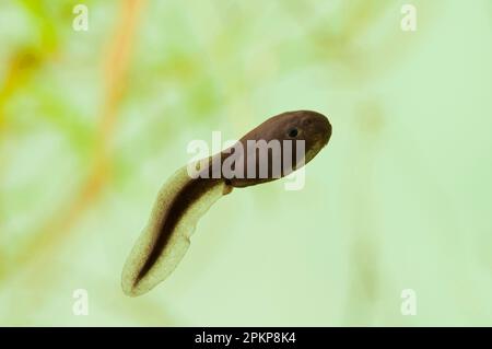 Kröte (Bufo bufo) Kaulquappe, Schwimmen, Belvedere, Bexley, Kent, England, Mai (fotografiert in einem speziellen Fototank und anschließend freigegeben) Stockfoto