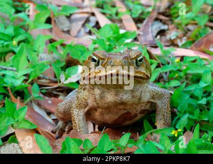 Die grüne Kröte (Rhinella marinus) führte Arten ein, Erwachsene, die inmitten von Eukalyptusblättern-Wurf sitzen, Northern Territory, Australien, Ozeanien Stockfoto