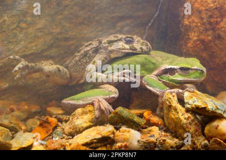 Petersilienfrosch (Pelodytes punctatus) und streifenloser Treefrog (Hyla meridionalis) zwei ausgewachsene Männer, im Amplexus unter Wasser, Italien, Europa Stockfoto