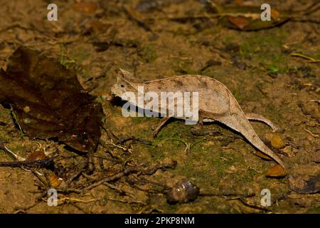 Braunblättrige Chamäleons (Brookesia superciliaris), andere Tiere, Chamäleons, Reptilien, Tiere Hornblatt-Chamäleon Stockfoto