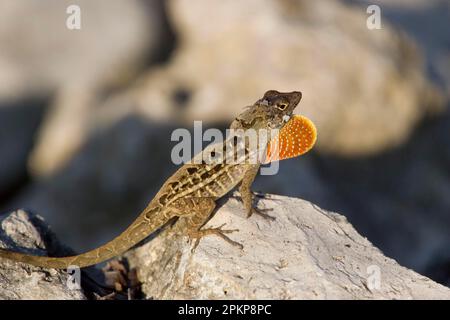 Braune Anole (Anolis sagrei), Braune Anole, Kuba Anole, andere Tiere, Iguanas, Reptilien, Tiere, Brauner Anole, zeigt männlichen Thromatfan Stockfoto