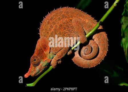 Kryptisches Chamäleon (Calumma crypticum), männlich, männlich, klebt am Stamm im Regenwald, Ranomafana N. P. östliches Madagaskar Stockfoto