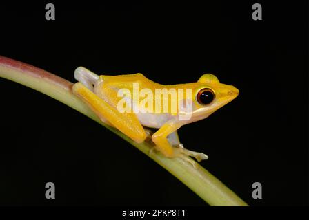 Kupfermausiges Treefrog (Hylarana raniceps), Erwachsene, im primären Regenwald, Khao Sok N. P. Südthailand Stockfoto