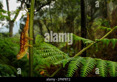 Rohes grobes Chamäleon (Trioceros rudis), Erwachsener, auf dem Stamm im montanen Regenwald-Habitat, Nyungwe Forest N. P. Ruanda Stockfoto