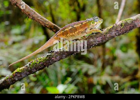 Rohes grobes Chamäleon (Trioceros rudis), Erwachsener, wandert entlang eines Astes im montanen Regenwald, Nyungwe Forest N. P. Ruanda Stockfoto