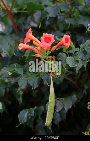 Trompetenrebe (Campsis radidicans), Blüten- und Samenkopf, Ellerstadt, Deutschland, Europa Stockfoto