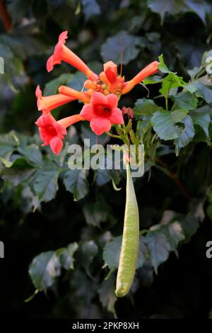 Trompetenrebe (Campsis radidicans), Blüten- und Samenkopf, Ellerstadt, Deutschland, Europa Stockfoto