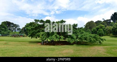 Trauerfeige (Ficus benjamina), königlicher Botanischer Garten, Peradeniya, Kandy, Sri Lanka, Asien Stockfoto