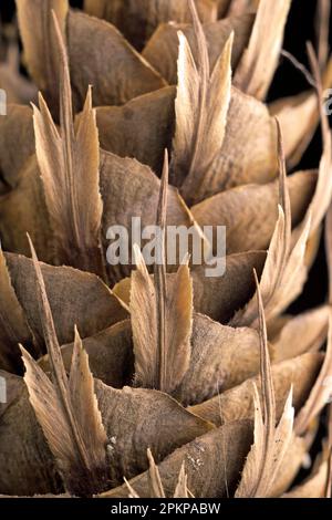 Douglas-Tanne, douglas-Tanne, Douglas-Kiefer, Familie der Kiefer, Zapfen der gewöhnlichen Douglas-Tanne (Pseudotsuga menziesii) Stockfoto