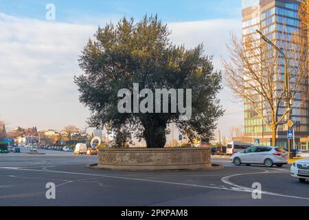 Tiflis, Georgia - 22. Januar 2023: Olivenbaum auf der Rustaveli Avenue. Tiflis. Reisen Stockfoto