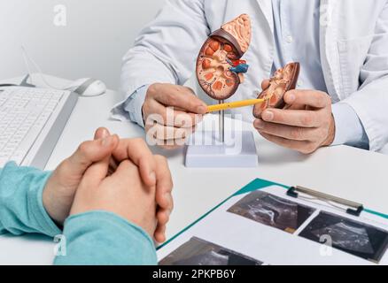 Urologie und Behandlung der Nierenerkrankung. Ärztliche Analyse der Nierengesundheit des Patienten mit Hilfe von Nierensonographie und anatomischem Modell Stockfoto