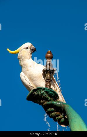 Sydney Australien, Kakadu mit Schwefelkakadu am Springbrunnen Stockfoto