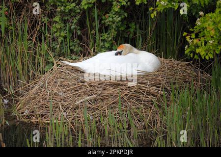 Stumme Swan Cygnus Color sitzt auf seinem Nest am Flussufer. Stockfoto