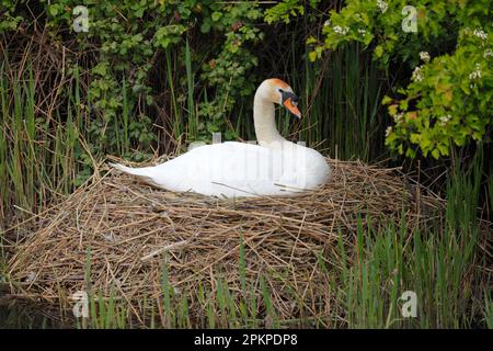 Stumme Swan Cygnus Color sitzt auf seinem Nest am Flussufer. Stockfoto