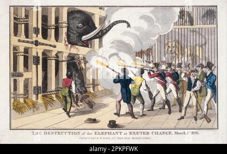 Druck; Gravur - die Zerstörung des Elefanten, der bei Exeter 'Change' 1826 von William Belch zerstört wurde Stockfoto