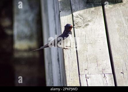 Ein kleiner Vogel auf einer Holzbrücke Stockfoto