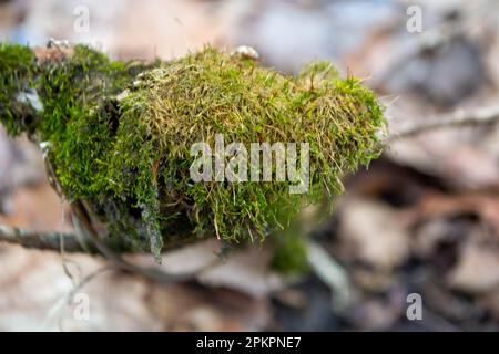 Ein Baumstamm mit Moos und einem Himmelshintergrund. Hochwertiges Foto Stockfoto