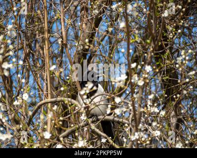 Eine Elster sitzt auf einem blühenden Ast eines Apfels. Der Vogel sonnt sich in der Sonne. Stockfoto