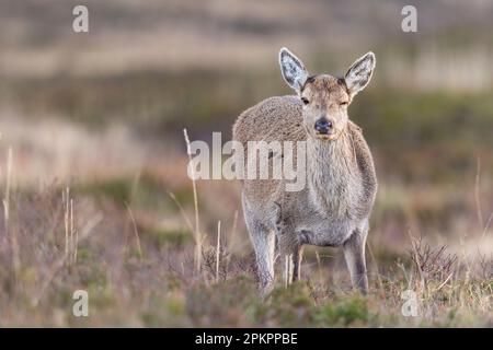 Red Deer Hind auf Grasland in Schottland. Stockfoto