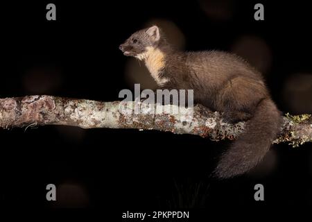 Pinienmarder auf einem Ast bei Nacht. Stockfoto