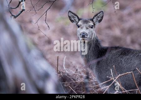 Red Deer Hind auf Grasland in Schottland. Stockfoto