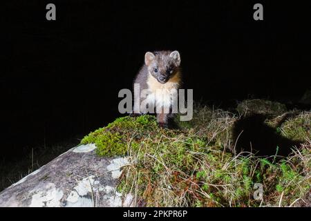 Pine Marten steht auf einem moosbedeckten Felsen. Stockfoto