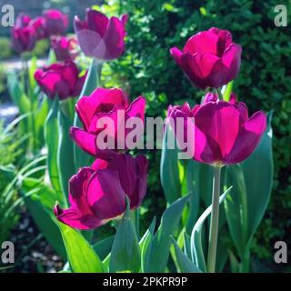 Lila Tulpen an einem Frühlingstag im Marjorie McNeely Conservatory im Como Park Zoo and Conservatory in St. Paul, Minnesota, USA. Stockfoto