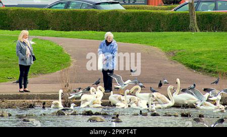 Glasgow, Schottland, Vereinigtes Königreich, 9. April 2023. UK Weather: Im Ostersonnenschein sahen Menschen die Vögel im Teich des Knightswood Parks füttern. Credit Gerard Ferry/Alamy Live News Stockfoto